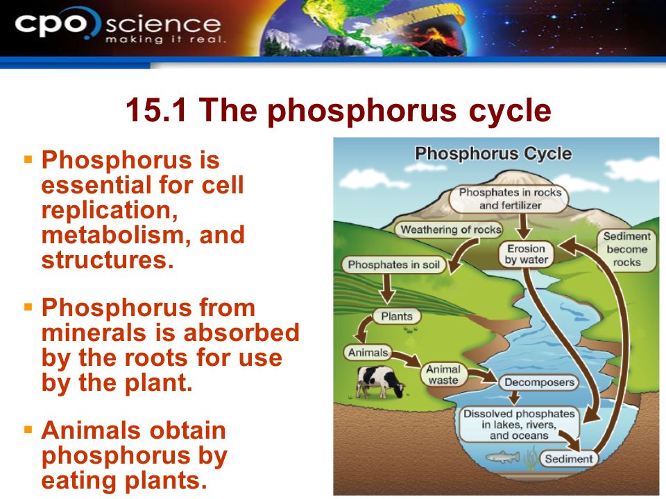 The importance of phosphates in the metabolism of plants and animals